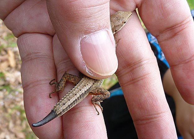 ニホンカナヘビの再生尾