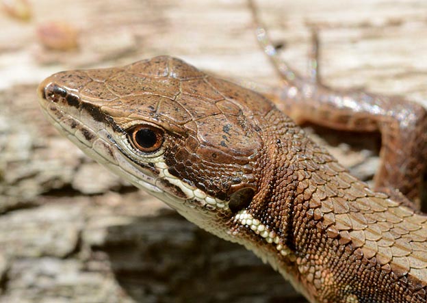 ニホンカナヘビの頭部