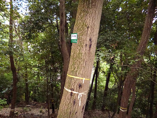 カシノナガキクイムシの被害にあったアベマキ