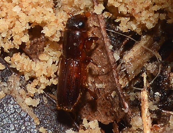 フラスとカシノナガキクイムシ