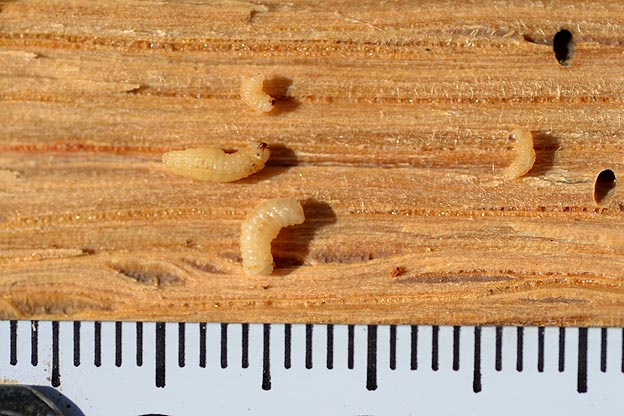 カシノナガキクイムシの幼虫たち