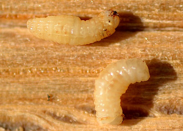 カシノナガキクイムシの幼虫