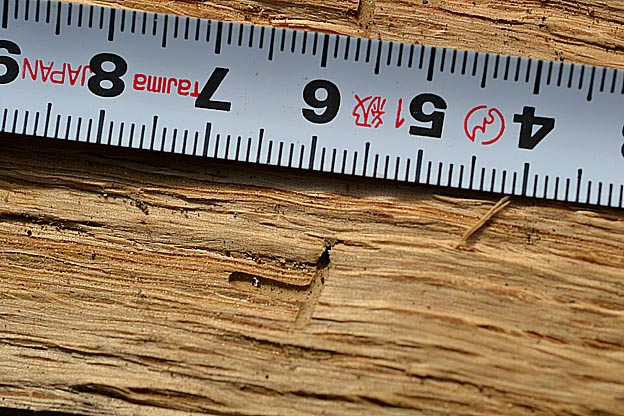 カシノナガキクイムシ幼虫の食痕