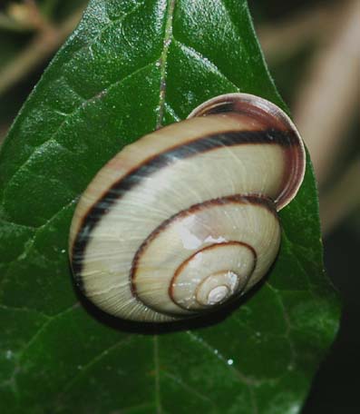 クチベニマイマイ