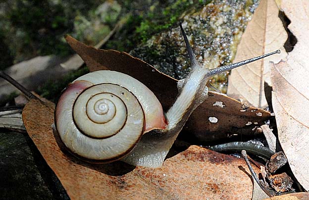 岩の上を歩くクチベニマイマイ