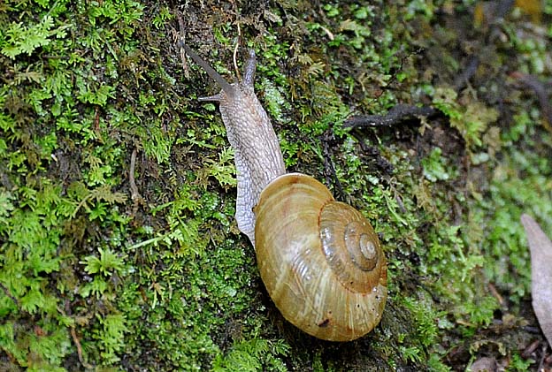 コケの上をすすむナミマイマイ