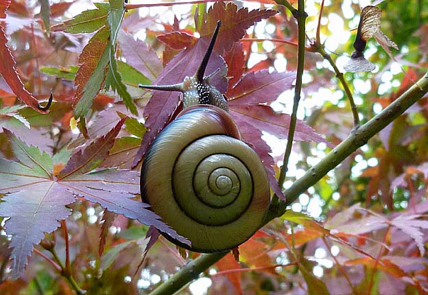 イロハモミジにとまるクチベニマイマイ