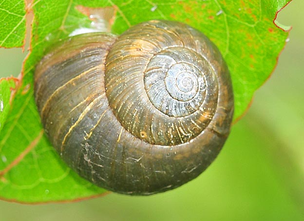 ウスカワマイマイの写真