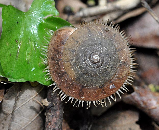 オオケマイマイの写真