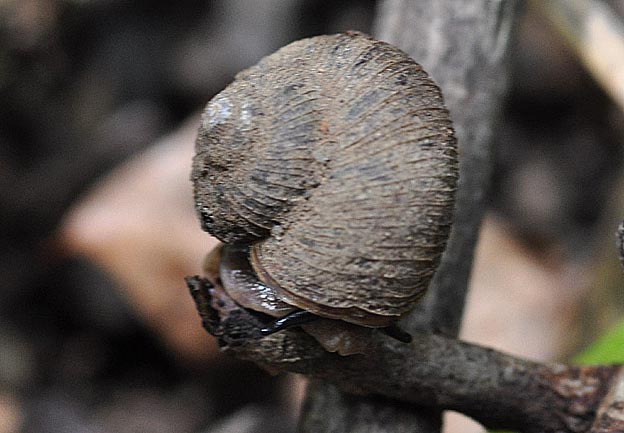 ヤマタニシの写真