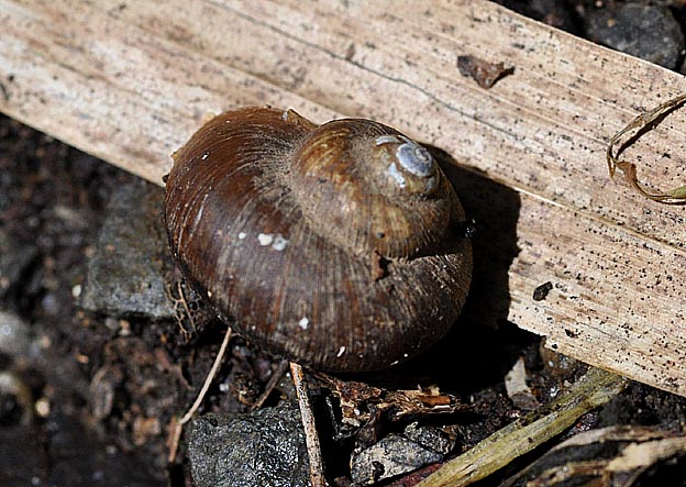 ヤマタニシの写真