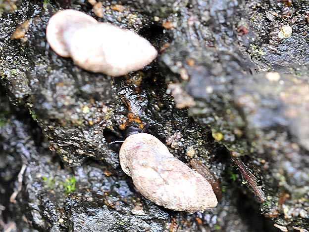 アズキガイの写真