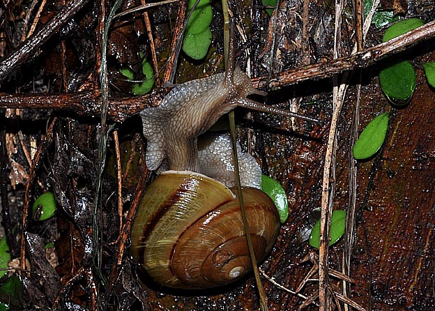 沢沿いにいたナミマイマイ