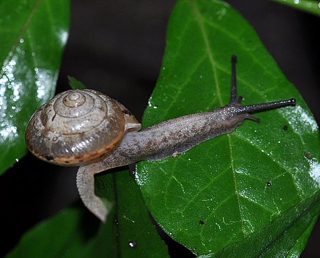 葉の上にいるニッポンマイマイ