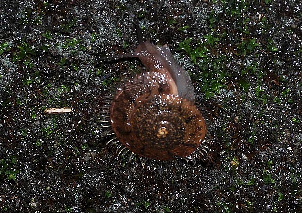 砂防帝の側面にいるオオケマイマイ