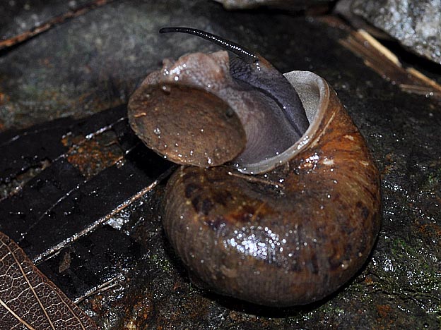 殻から出てくるヤマタニシ