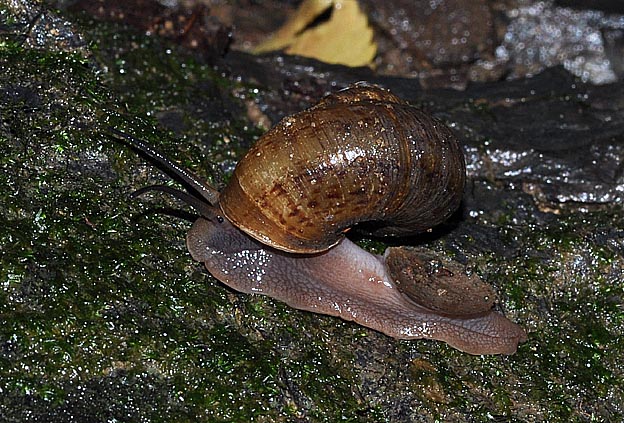 岩の上を歩くヤマタニシ