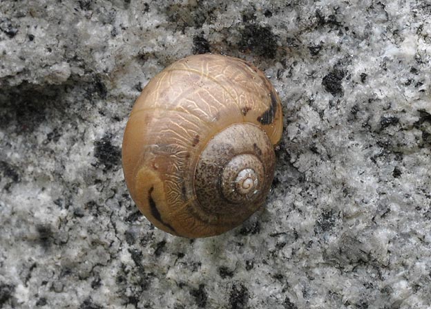 畑の周辺で見られるウスカワマイマイ