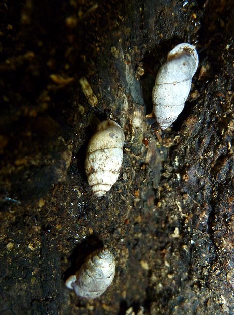 アズキガイの写真