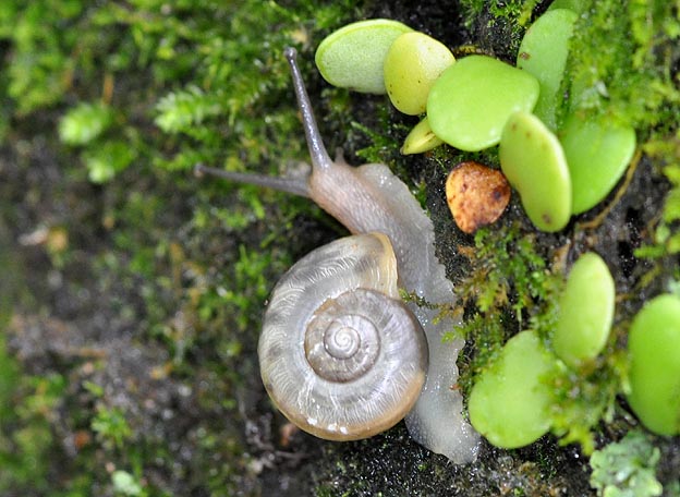 ナミマイマイの幼貝