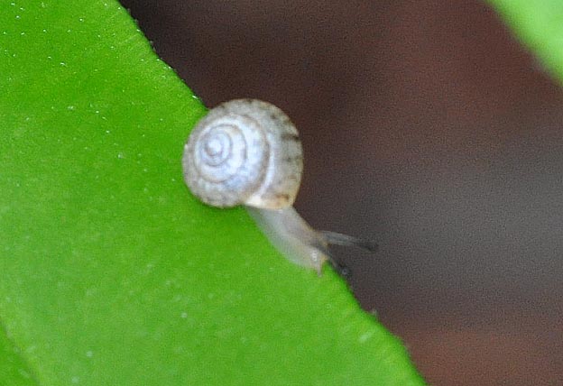 オトメマイマイの写真