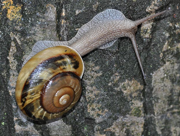 ナミマイマイの写真