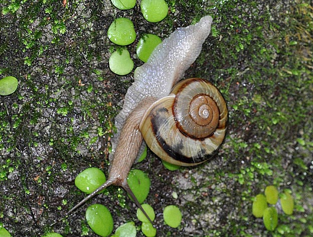 ナミマイマイの写真