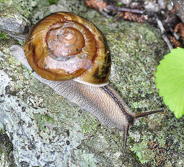 ナミマイマイの写真