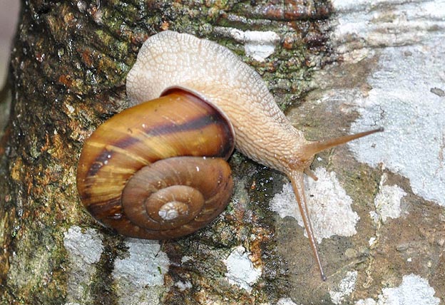 ナミマイマイの写真