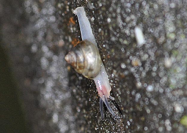 ニッポンマイマイの写真