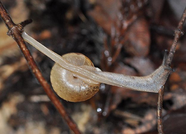 ニッポンマイマイの写真