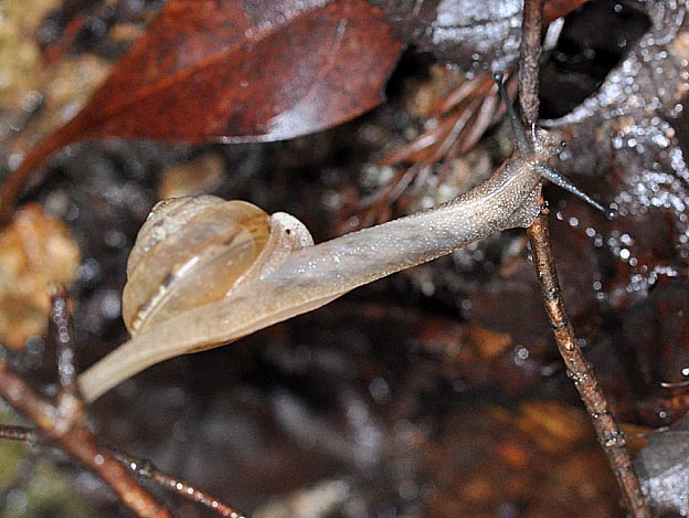 ニッポンマイマイの写真