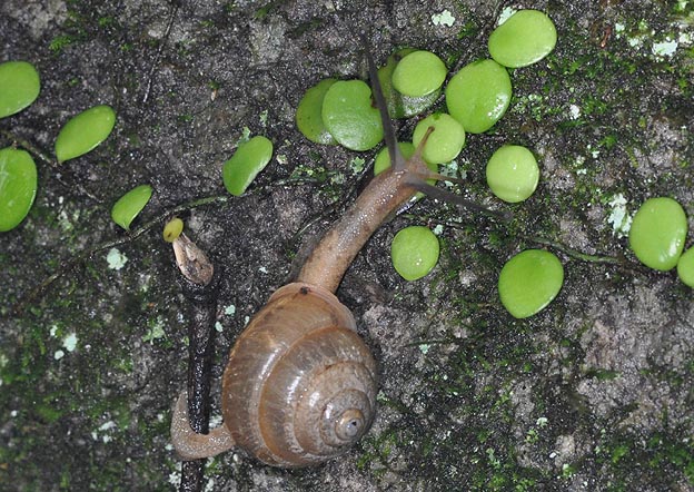 ニッポンマイマイの写真