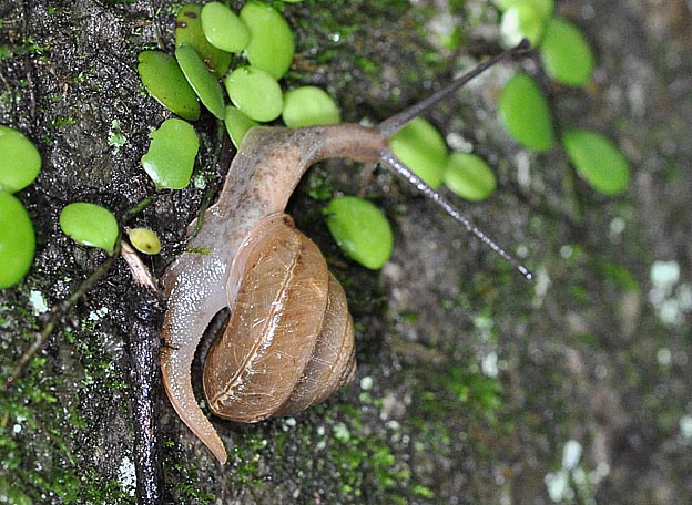ニッポンマイマイの写真
