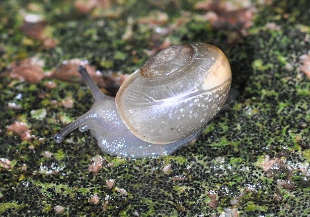 ナミマイマイの幼貝