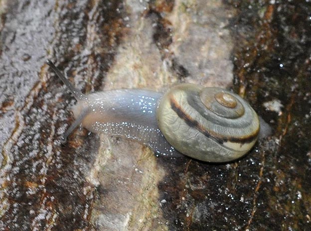 ナミマイマイの幼貝