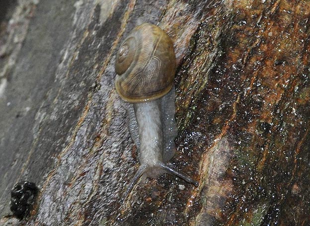 ナミマイマイの幼貝