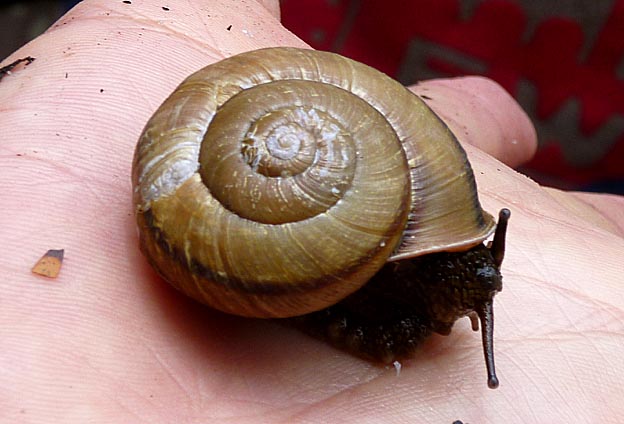 ナミマイマイの成長