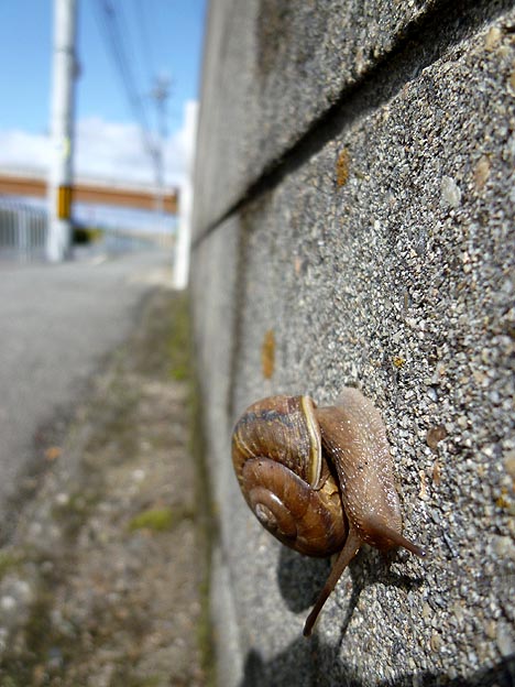 壁にいたナミマイマイ