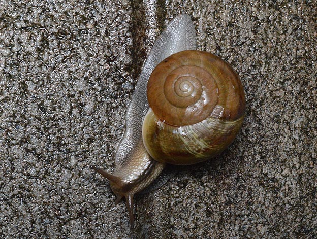 雨の日のナミマイマイ