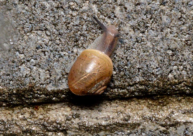 町の中のウスカワマイマイ