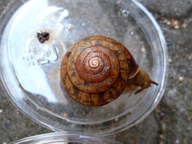 コベソマイマイの写真