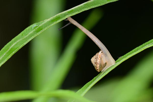 体をのばして移動するニッポンマイマイ
