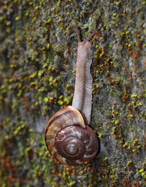 殻の黒いナミマイマイの写真
