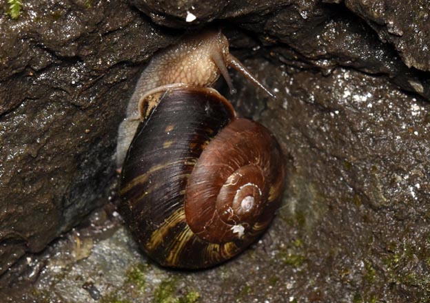 殻の黒いナミマイマイの写真