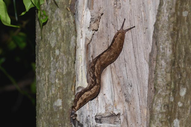 ヤマナメクジの写真
