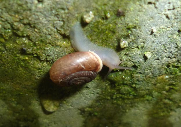 コウベマイマイの写真