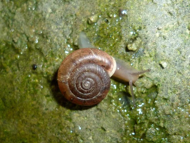 コウベマイマイの写真