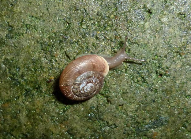 コウベマイマイの写真