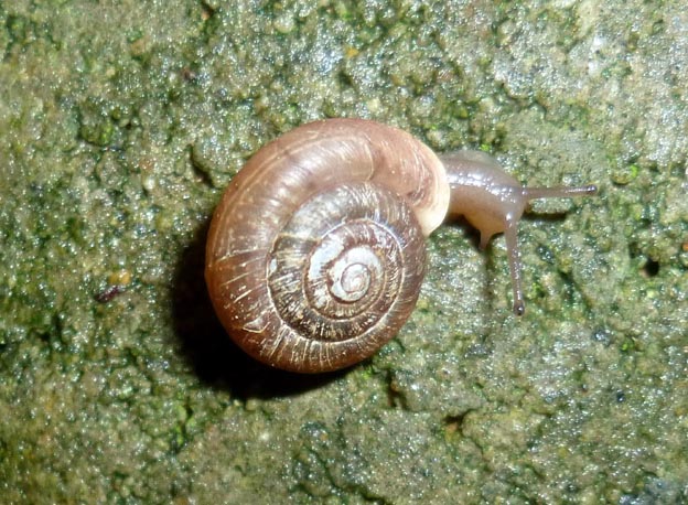 コウベマイマイの写真